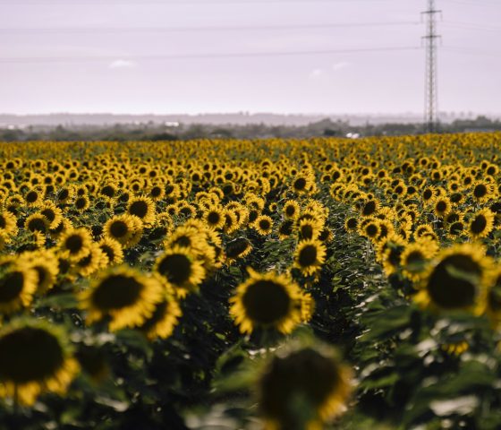 tournesol_neper-farmer